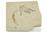 Fossil Fish and Shrimp Association - Hjoula, Lebanon #375791-1